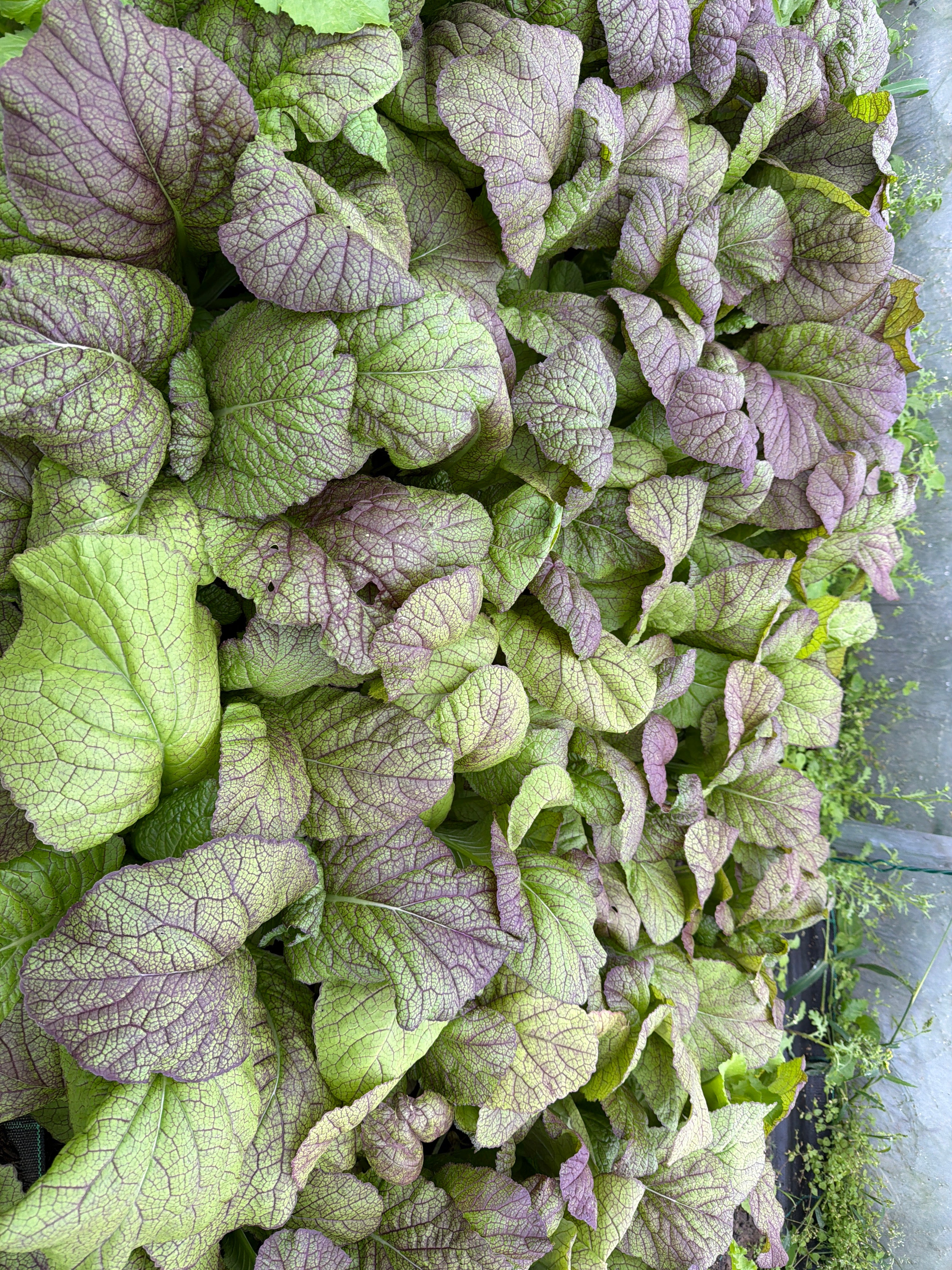 Indische mosterd 'Red Giant'